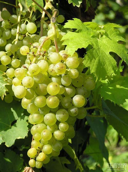 雷司令(Riesling).jpg 雷司令(Riesling).jpg
