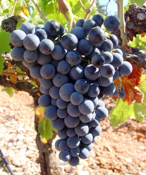 皮诺塔吉(Pinotage).jpg 皮诺塔吉(Pinotage).jpg